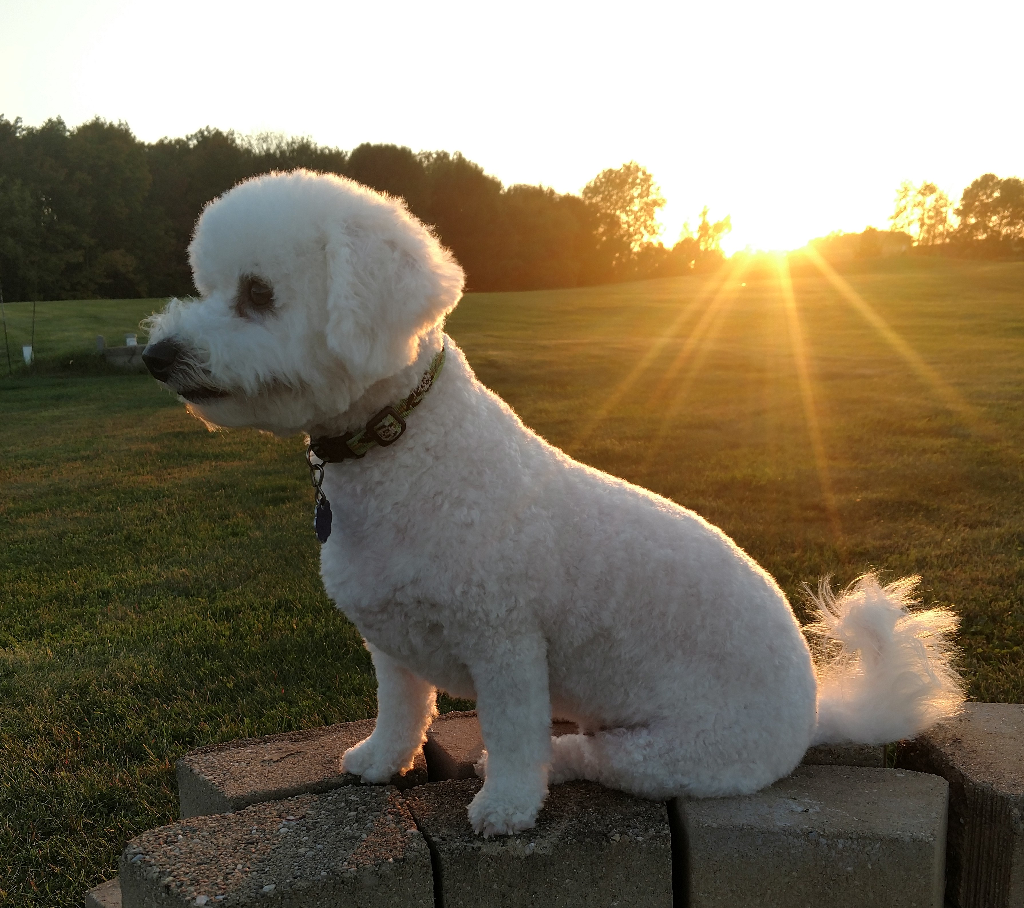 puppy in sunset